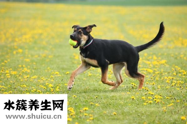 怎么让狗狗鼻子变黑