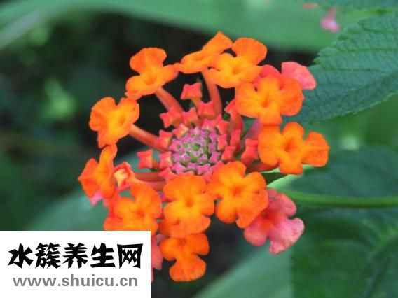 扇贝贝壳怎么获得