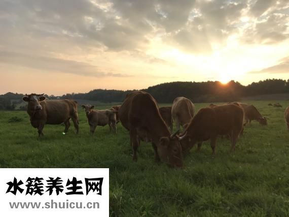 牛肉绦虫怎么打