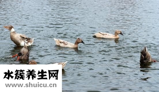 蜜蜂酒怎么泡