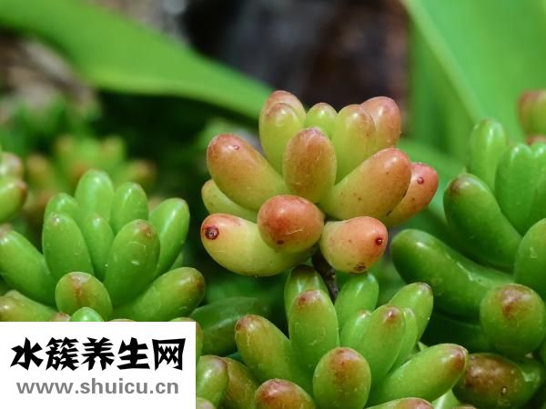 家里豆子生虫怎么除