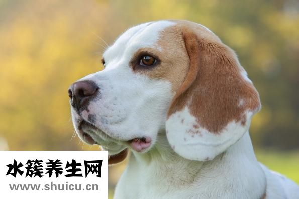 猎狗怎么挑选