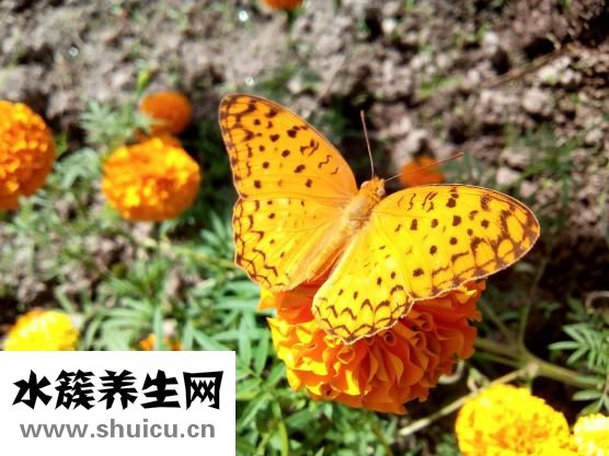 怎么分辨出燕鲅鱼的