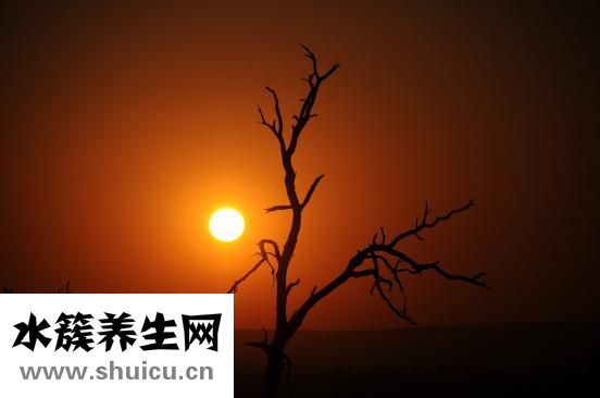 小鸡长大了怎么办