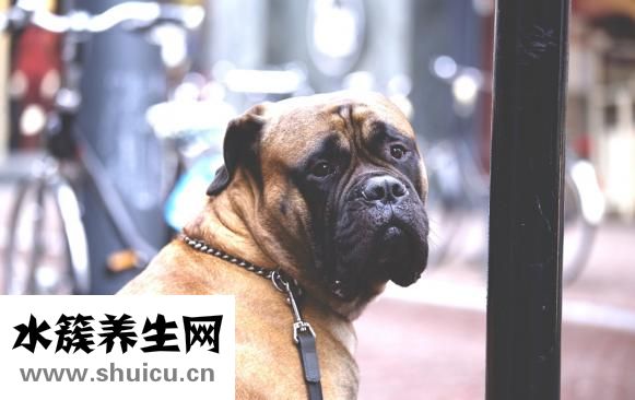 狗狗怕打针怎么办
