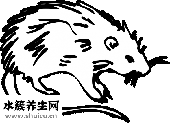 山枝子怎么泡酒