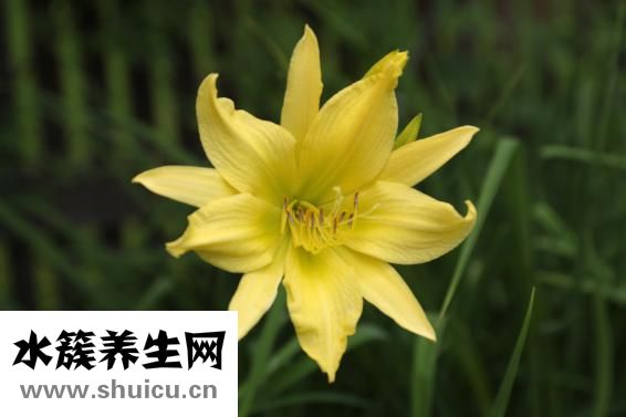 怎么清血毒血热血燥