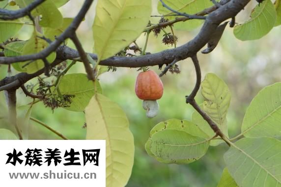 怎么用微波炉烤腰果