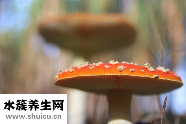点痦子冒水了怎么办