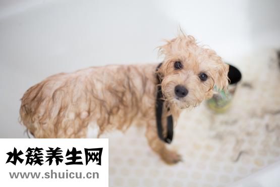 怎么让狗狗鼻子变黑