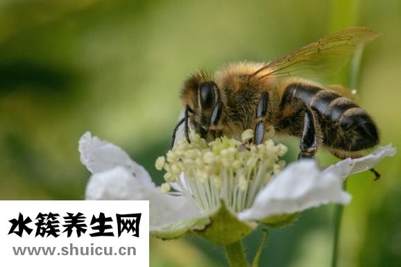 蜜蜂酒怎么泡