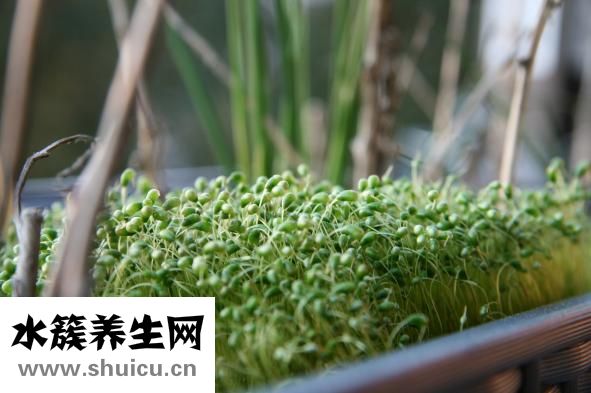 豆芽夹是怎么火的
