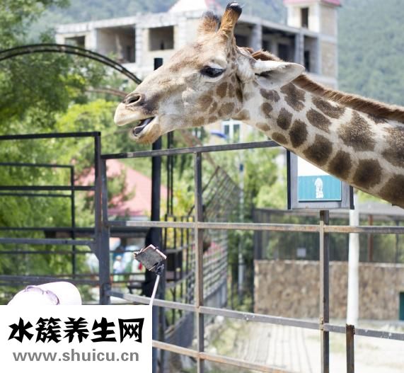 绒裤边怎么织