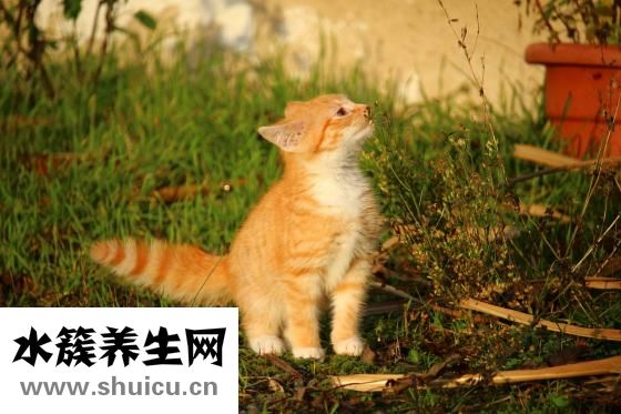 心口发凉是怎么回事