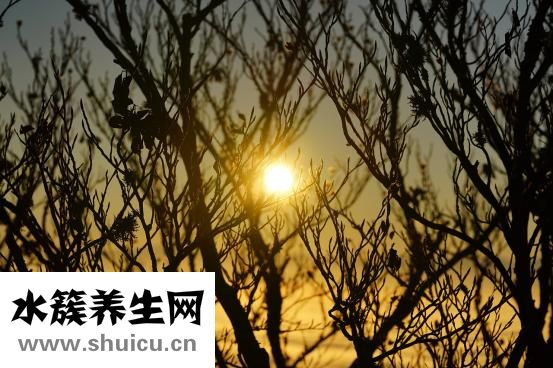 狗痒怎么办