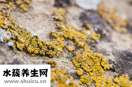 蒜花怎么炒