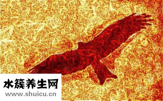 热带鱼外寄怎么治