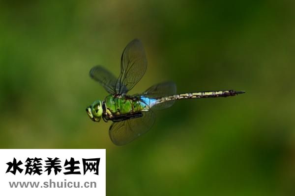 药芹怎么炒