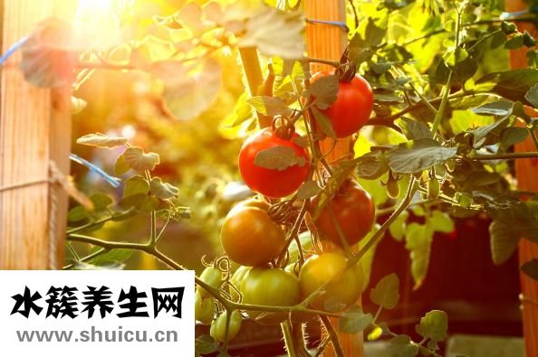 蕃茄茎秆细怎么办