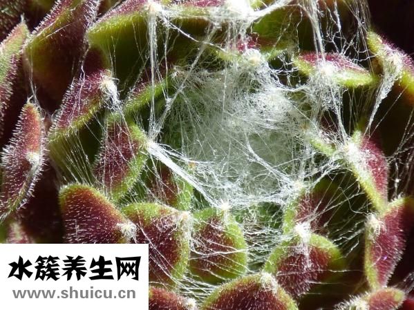 眼皮上肉多怎么办