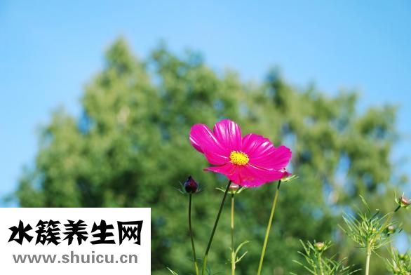 牙圈怎么系