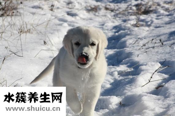 狗狗肠梗阻怎么治疗