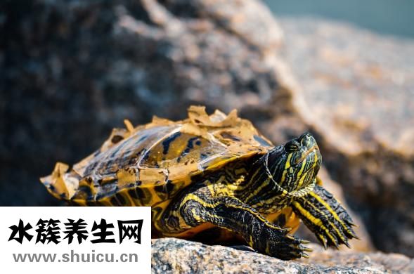 怎么让乌龟进食
