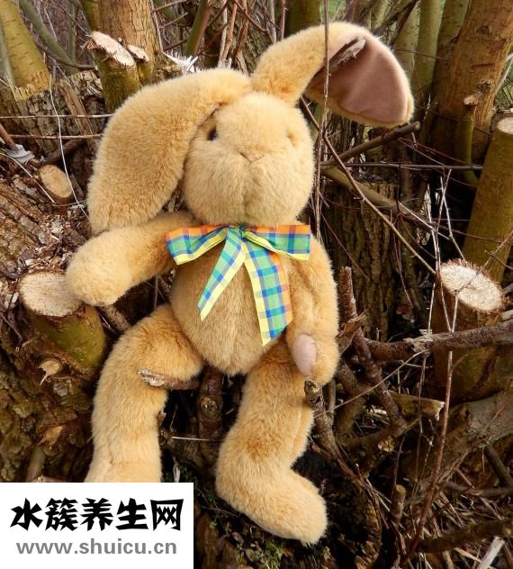 狗不吃饭怎么办