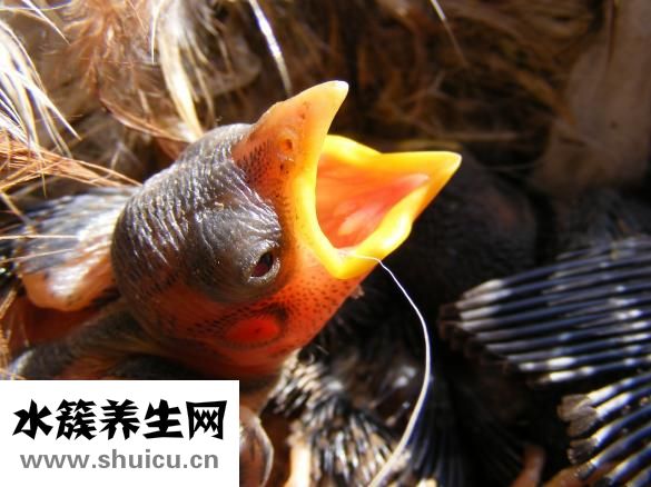 怎么给婴儿转奶