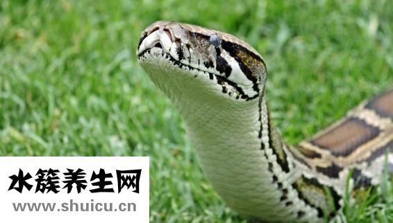 小黑鱼怎么钓