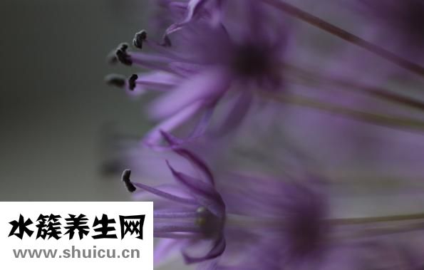 紫色红薯怎么吃