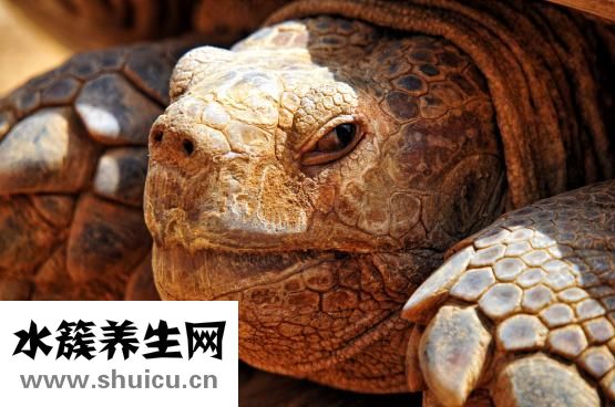 怎么让乌龟进食