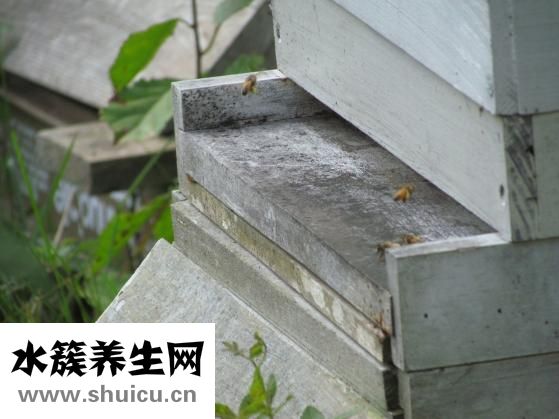 怎么从山上取蜂蜜