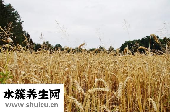 生燕麦片怎么煮好吃