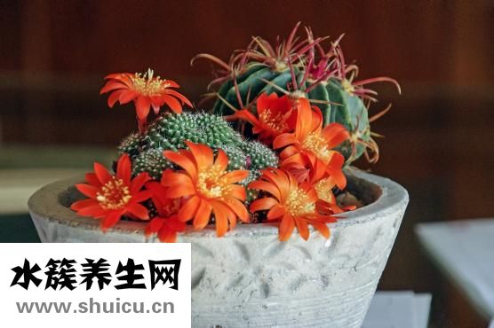 眼皮上肉多怎么办