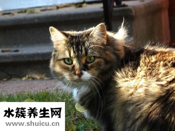 怎么自学宠物兽医
