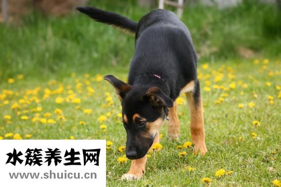 狗狗异物怎么取出