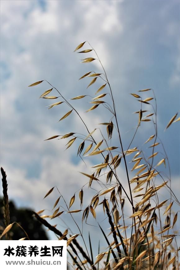 生燕麦片怎么煮好吃