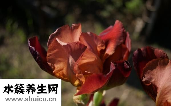 火龙果仔怎么种