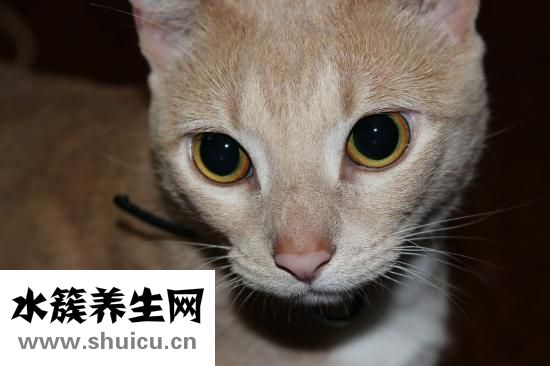 怎么自学宠物兽医