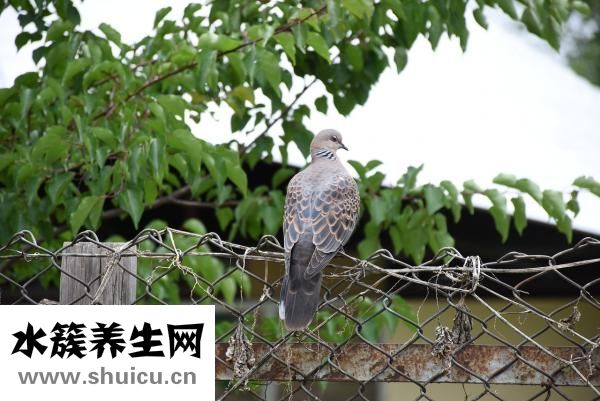 小黑鱼怎么钓