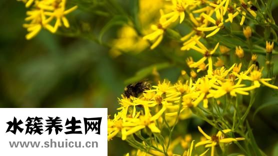 怎么从山上取蜂蜜