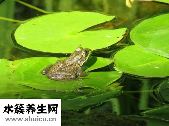 石指甲怎么养殖