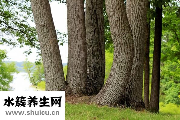 智慧树群怎么建立