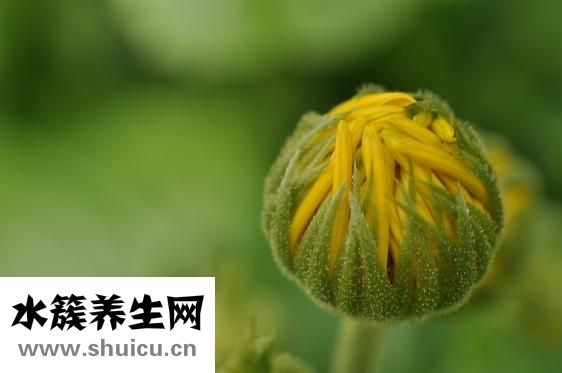 狗身上痒是怎么回事