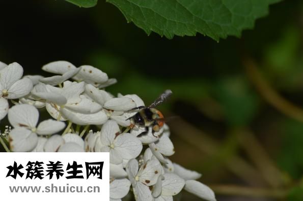 怎么从山上取蜂蜜