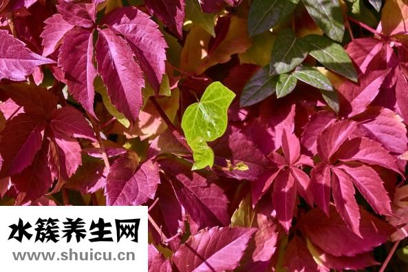 无法做病理怎么办