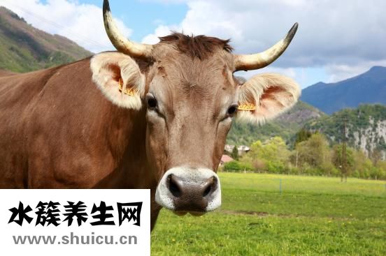山狸肉怎么吃