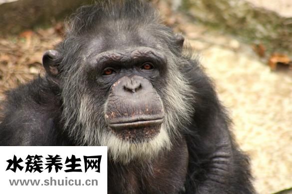 槟榔怎么保存
