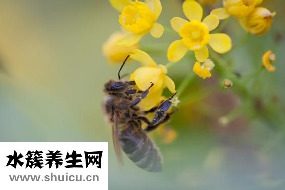 怎么从山上取蜂蜜